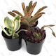Three Plant Monthly Subscription | $20 | Leaf & Clay